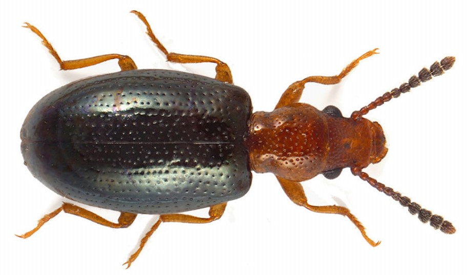 Vincenzellus ruficollis (Panzer, 1794)